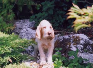 white and orange spinone