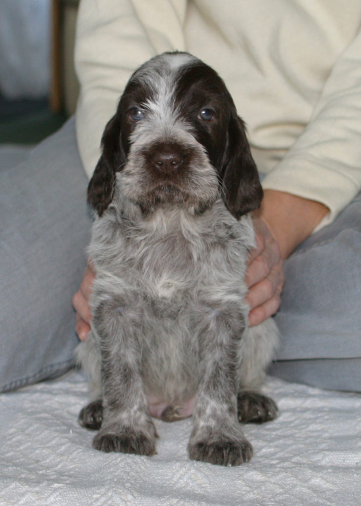 A brown roan 5 week old puppy