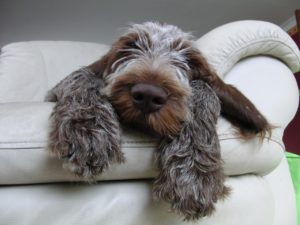 brown roan spinone