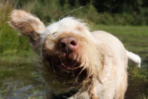 white and orange spinone