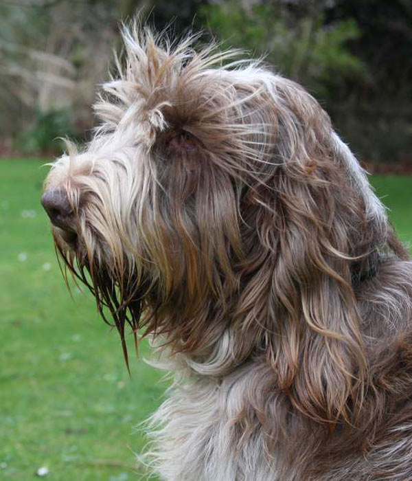 brown roan spinone