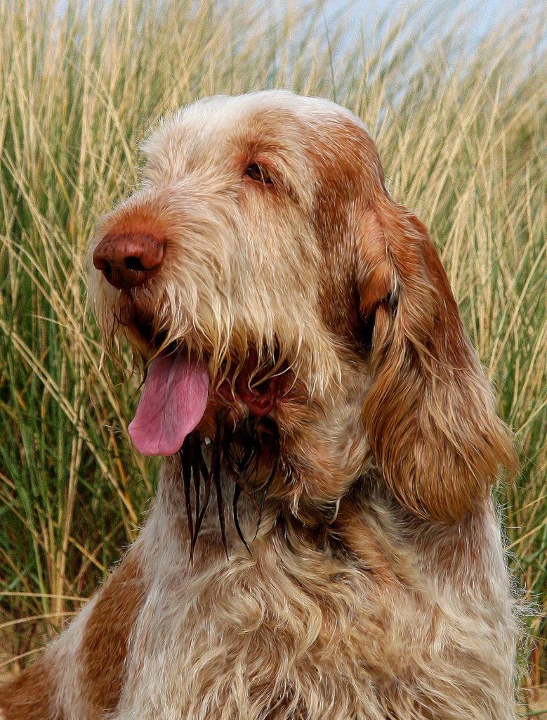 spinone male